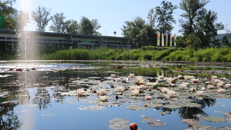 Ein Teich mit Seerosen im Vordergrund, umgeben von Bäumen mit dem Gebäude der Garten Tulln im Hintergrund.