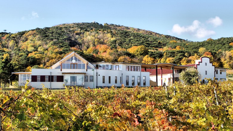 Weingut mit herbstlichen Weinreben und bewaldetem Hügel im Hintergrund.