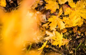 Herbstblätter, © Wiener Alpen, Martin Fülöp