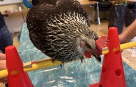 TEAMbuilder, Lead the Chicken, &copy; Susanne Kindler