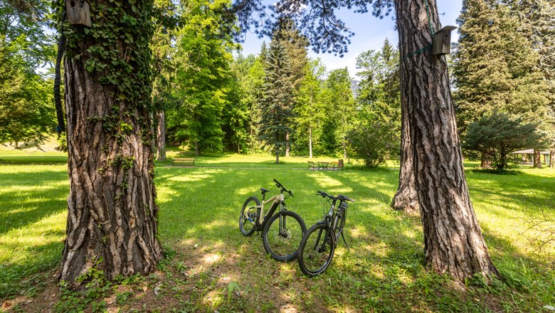 Zwei Fahrr&auml;der stehen zwischen B&auml;umen im Park.
