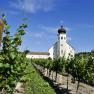 Weinberg mit Kapelle im Hintergrund bei klarem Himmel.