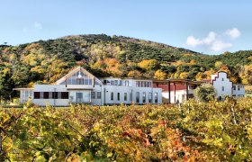 Weingut mit herbstlichen Weinreben und bewaldetem Hügel im Hintergrund.