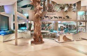 Museum Niederösterreich, Breite Föhre, © Klaus Engelmayer