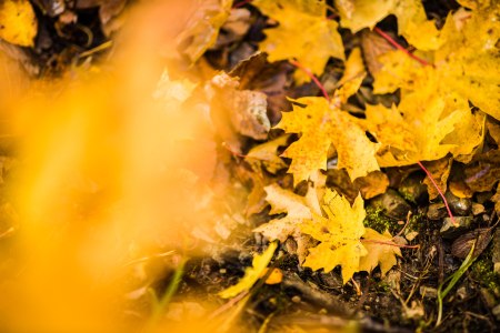 Herbstblätter, © Wiener Alpen, Martin Fülöp