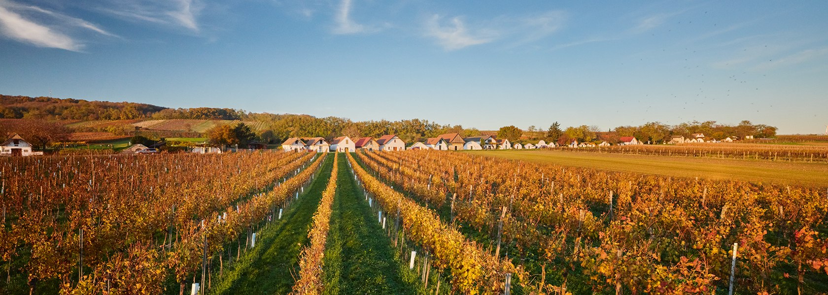 Weinherbst Carnuntum, Niederösterreich-Werbung, © Michael Liebert