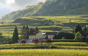 Weingut Sepp Moser mit terrassierten Weinbergen im Hintergrund.