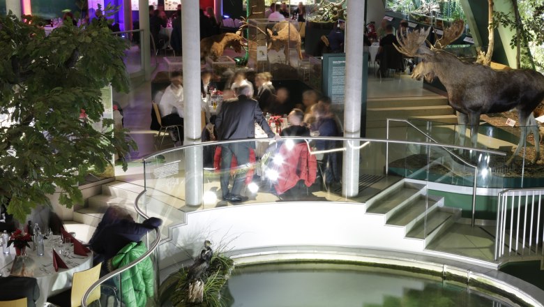 Innenansicht des Museums Niederösterreich mit ausgestopftem Elch und Besuchern an Tischen.