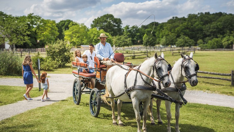 Eine Kutsche mit zwei weißen Pferden zieht eine Familie über eine Wiese bei Schloss Hof.