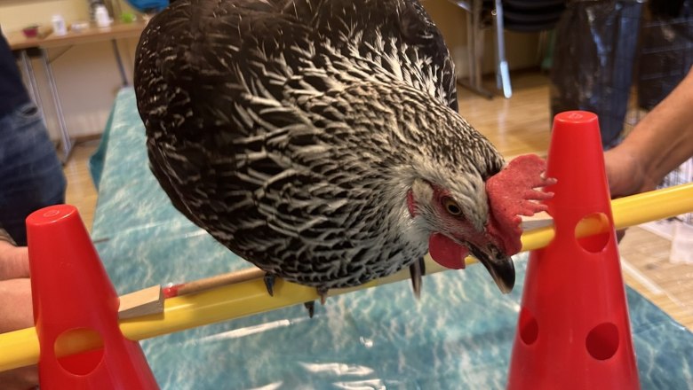 TEAMbuilder, Lead the Chicken, &copy; Susanne Kindler